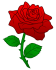 rose